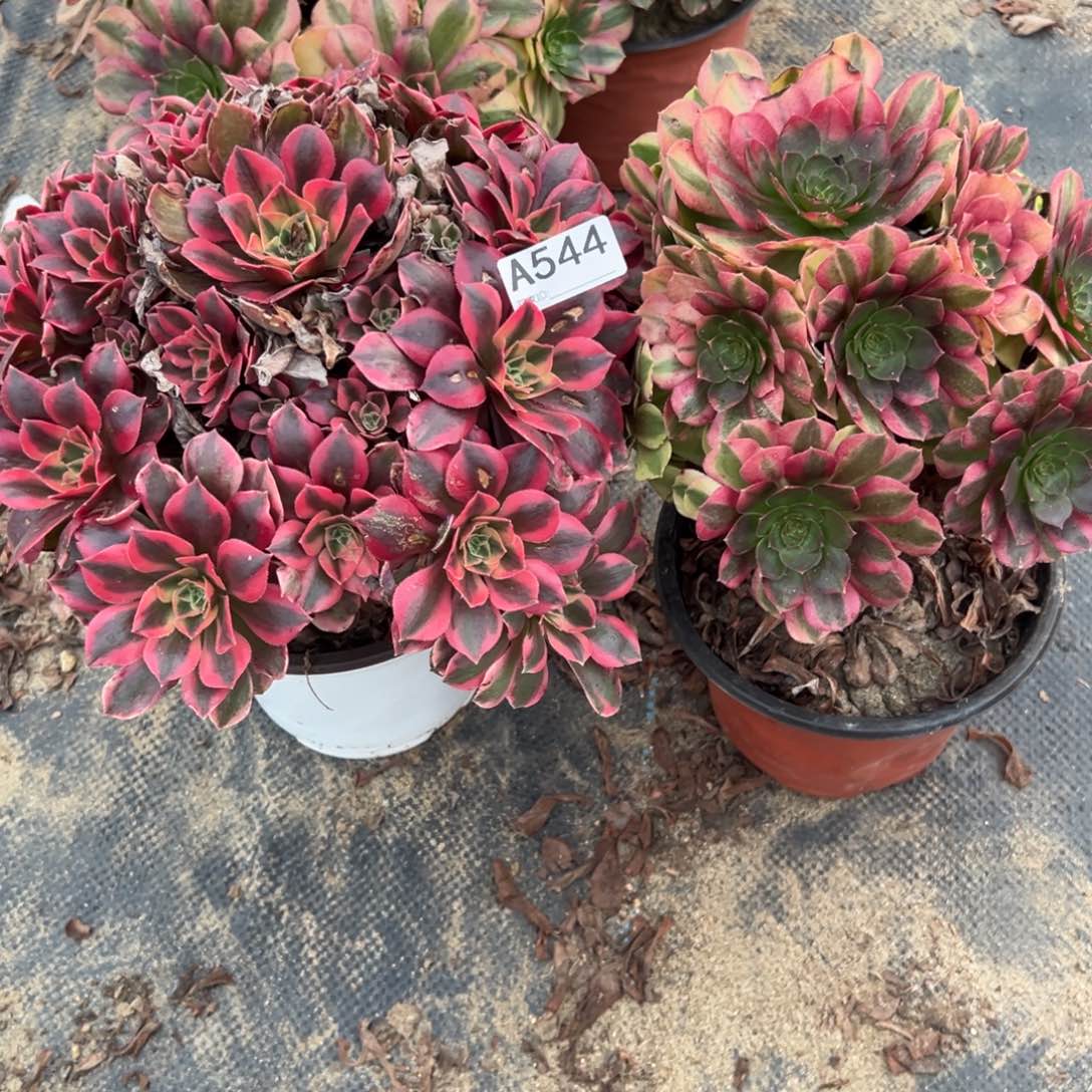 544两颗组合多肉植物法师