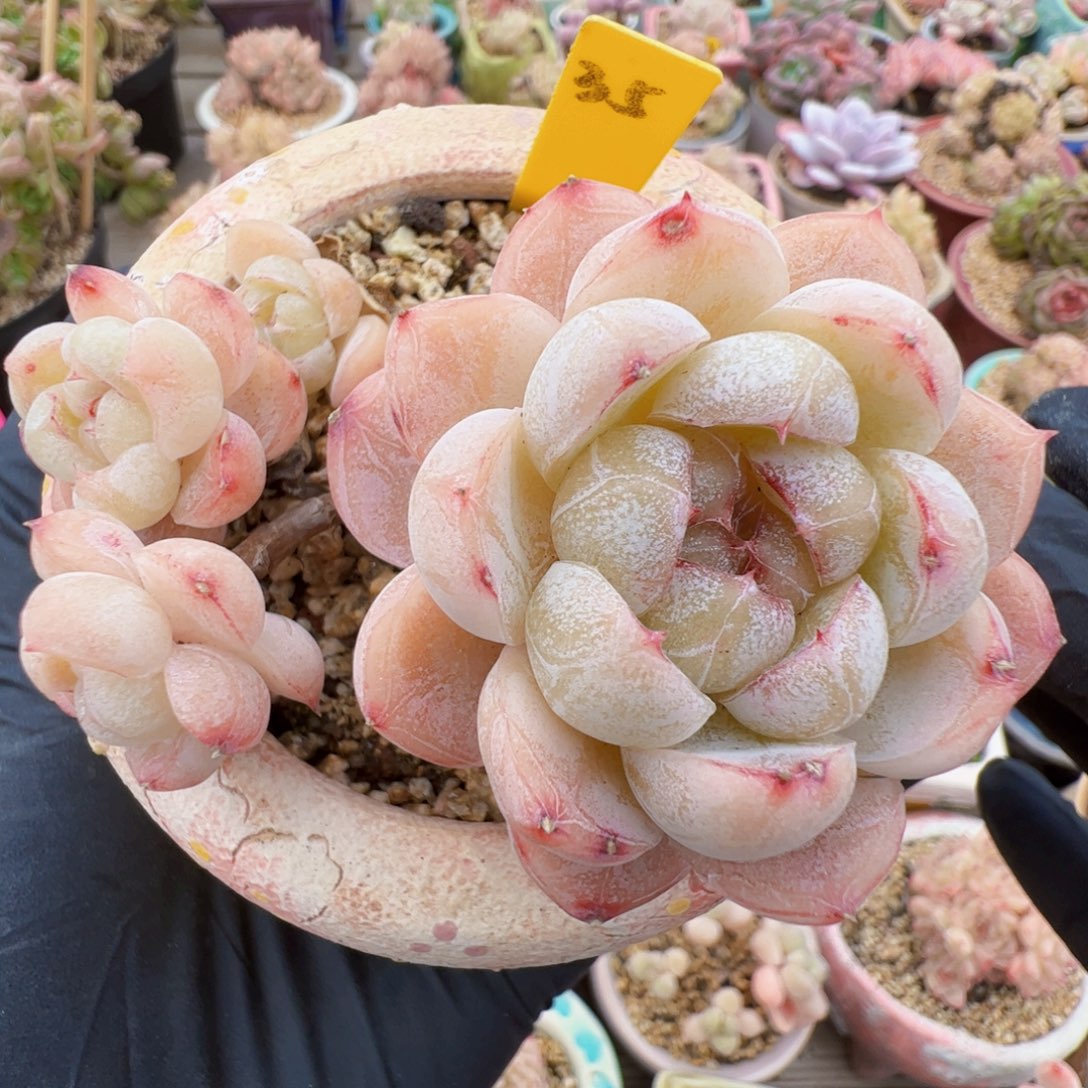 251 星宝精品多肉