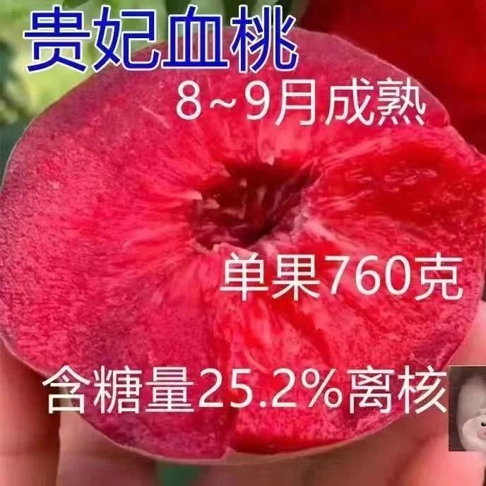 正宗贵妃血桃红肉桃子甜脆桃蟠桃水蜜桃雪桃毛桃新鲜水果血桃