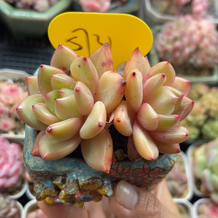 东云香槟老桩5731