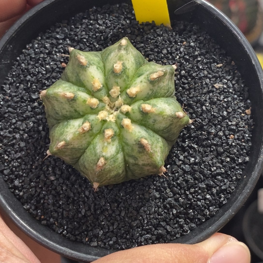 白海神—带盆土发货6