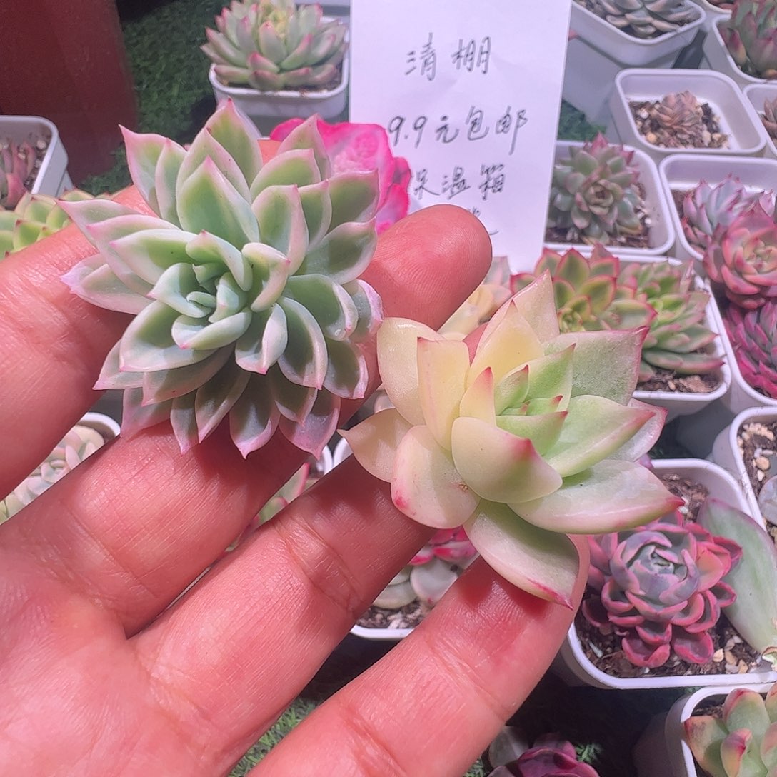 一***坏多肉植物多肉植物