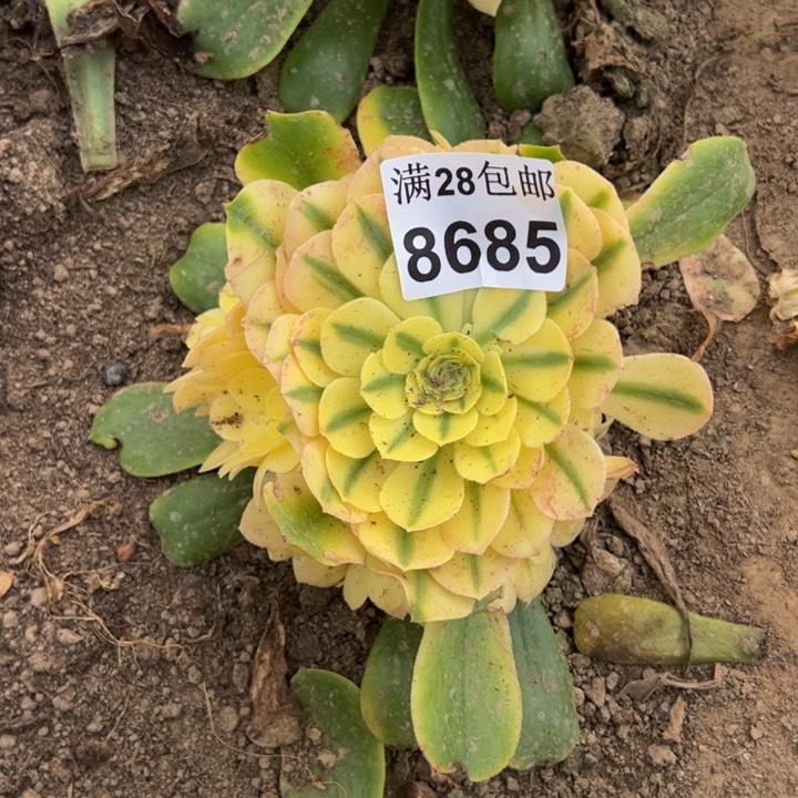 8685南雪莲多肉植物