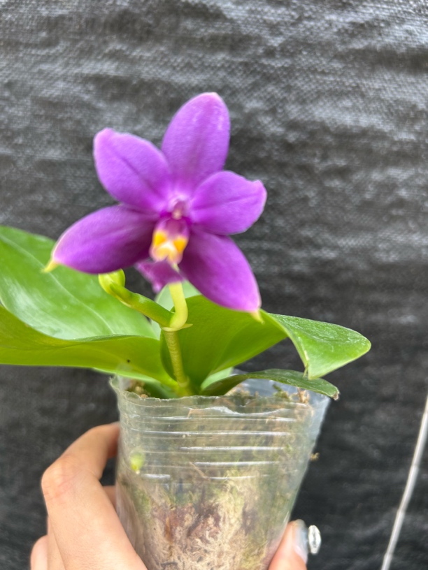 蝴蝶兰弯弯稀有原生种浓香印地狗蝴蝶兰1.7杯根少