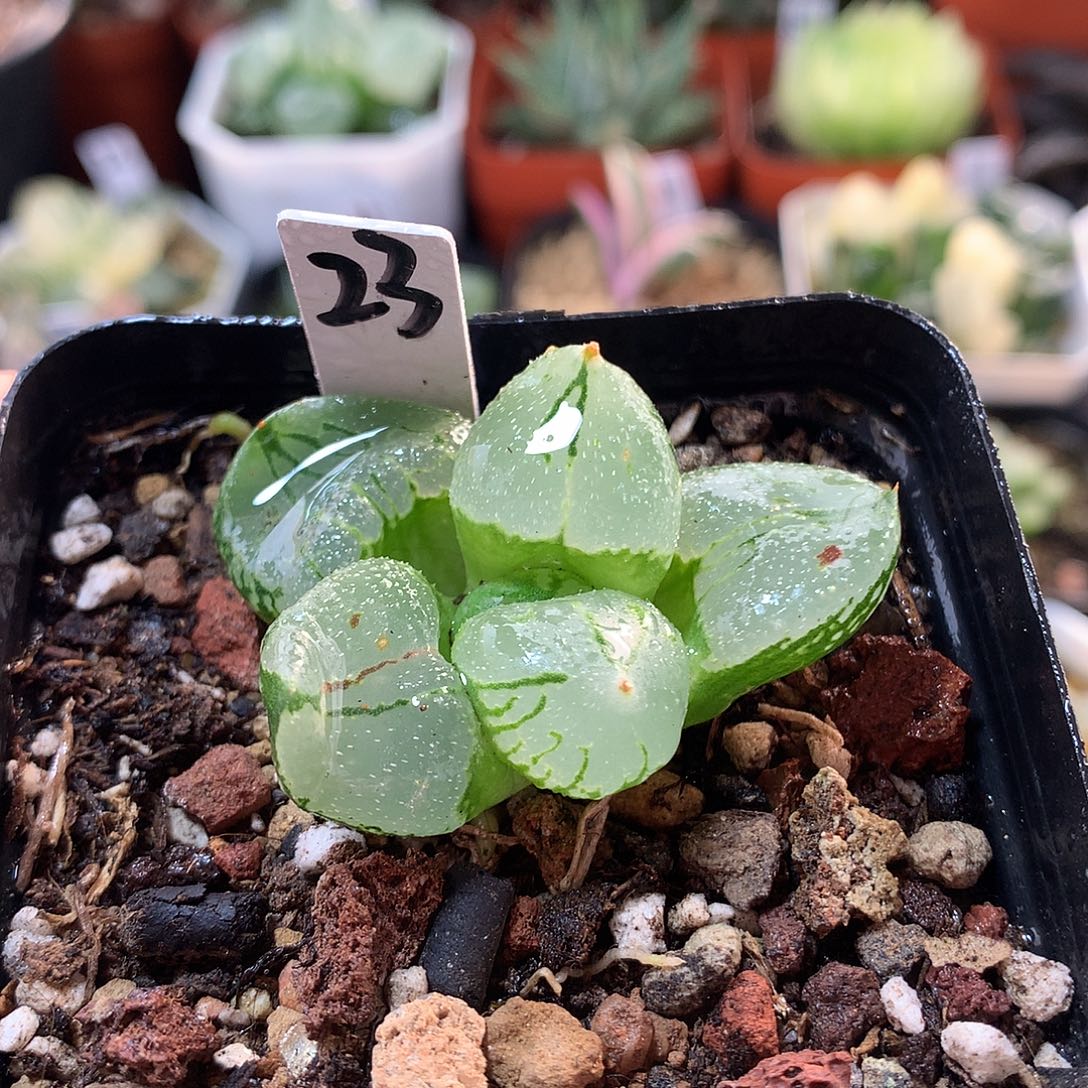 23号虞美人带盆土