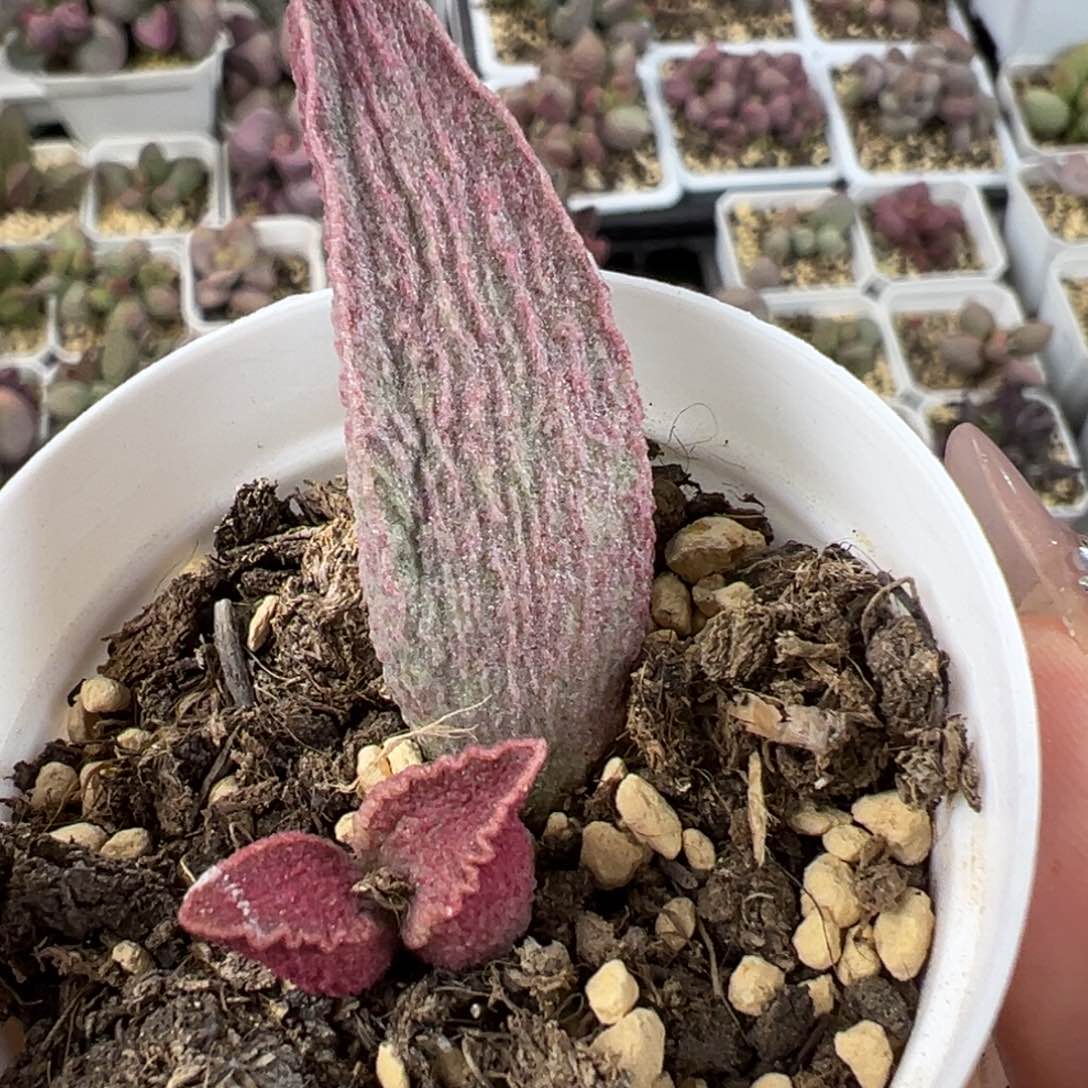 粉红猪肝多肉植物水泡