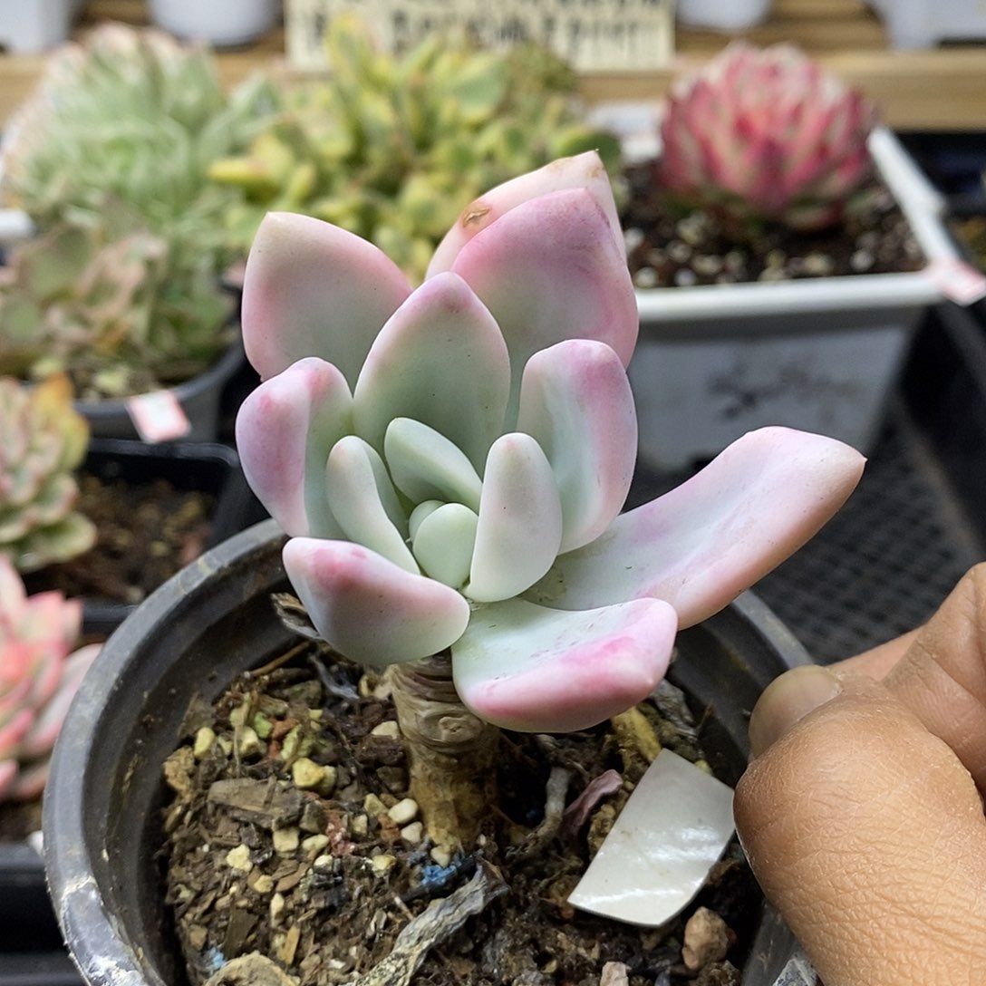 2066 奥普覆轮锦有杆子