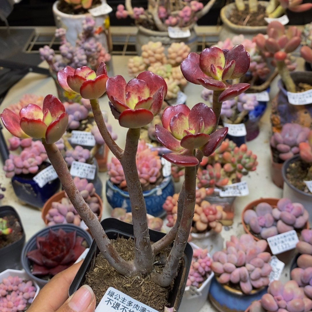 282红梅多肉肉8cm