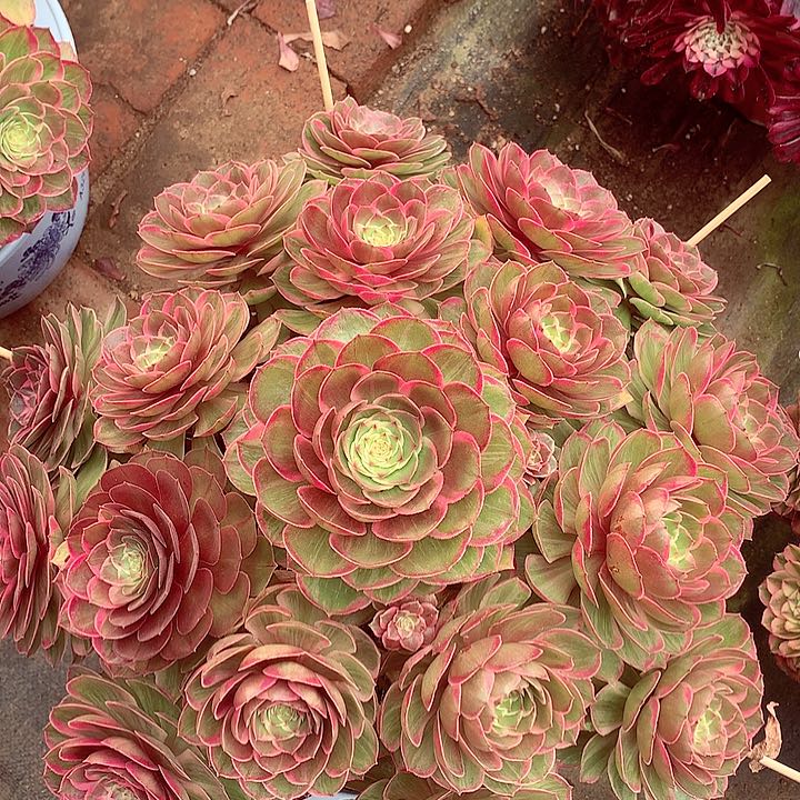 大颗莲花座，多肉植物