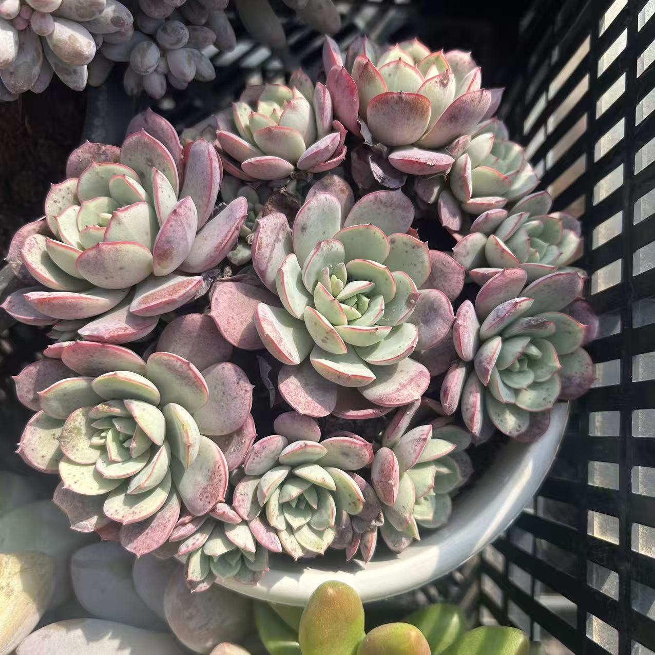 凌波仙子   多肉