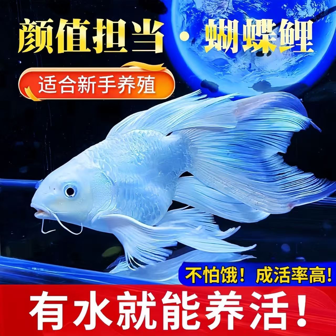 Q18-20厘米纯种台系短身蝴蝶鲤石膏白发鳍发尾可混养