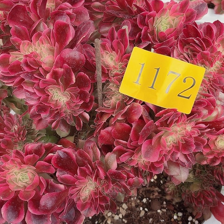 多肉植物福利1172