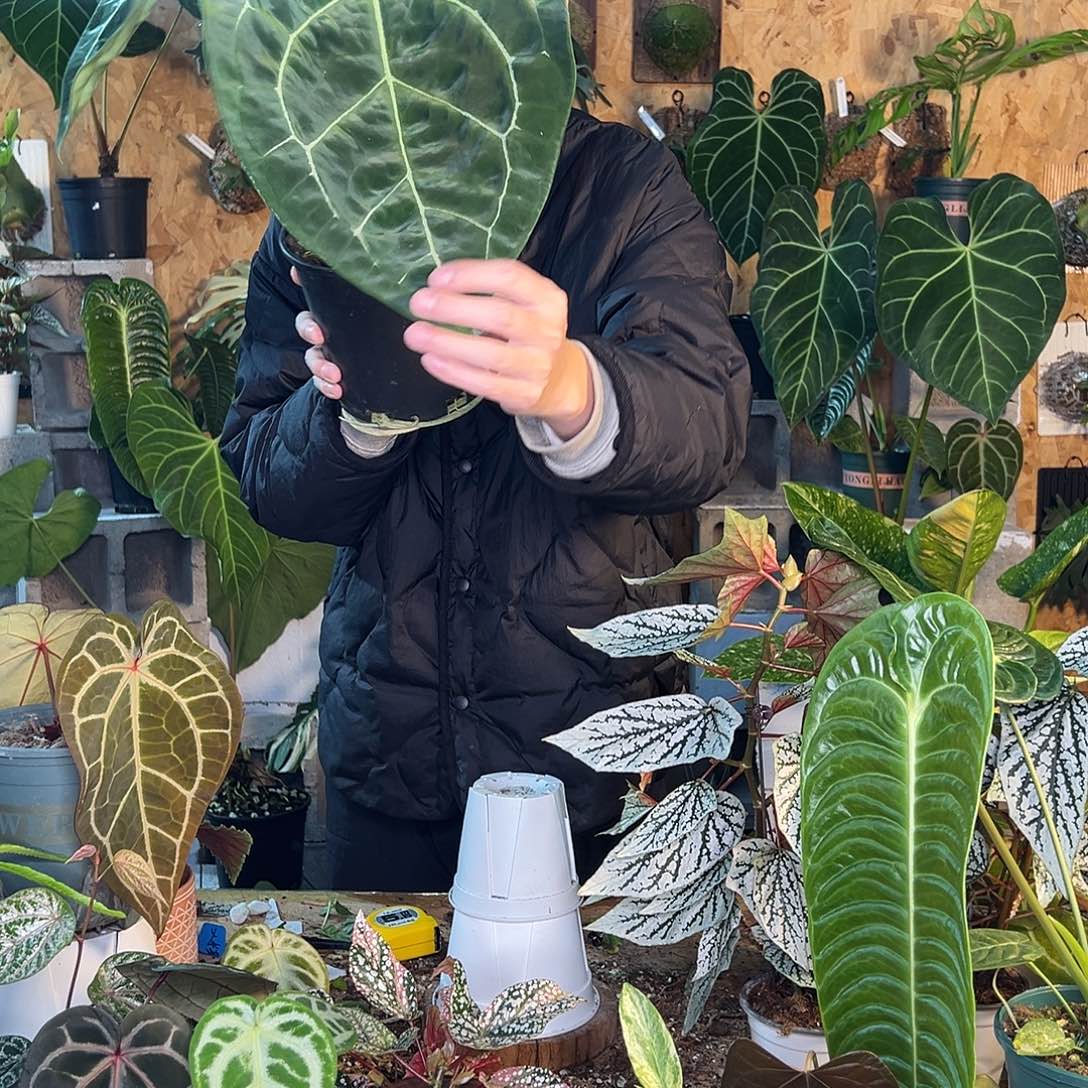 完全开放B23老桩花烛