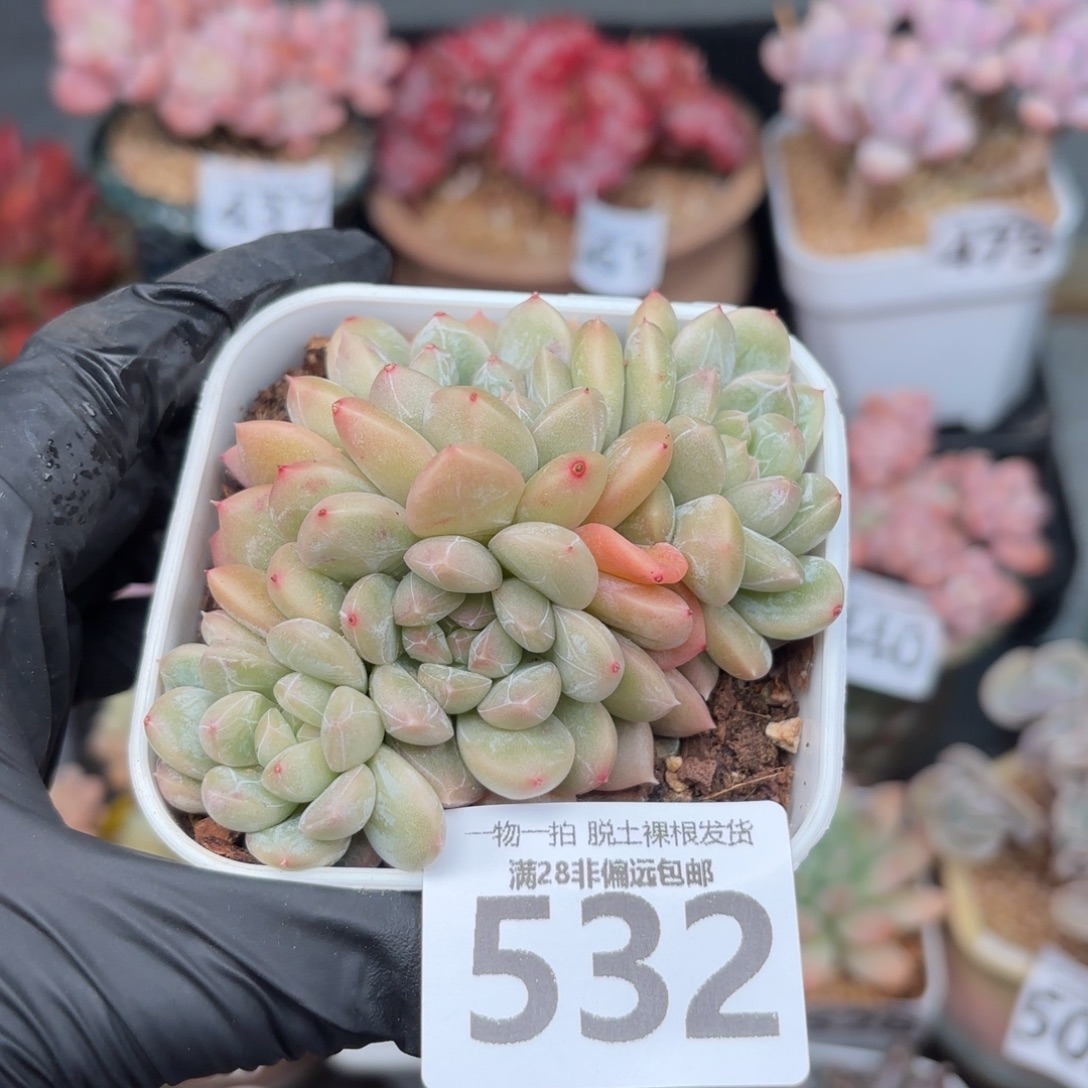 百达翡翠无盆土发货