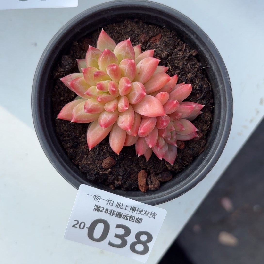 甲骨文多肉多肉多肉