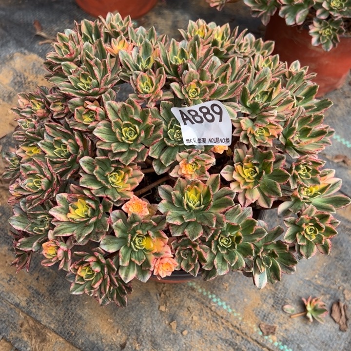 甜茶多肉植物889.