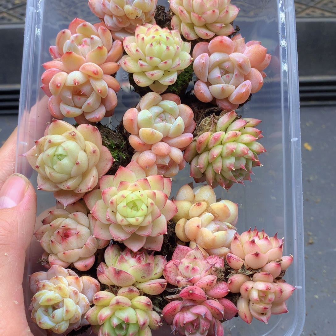 反反复复还是很开心的033