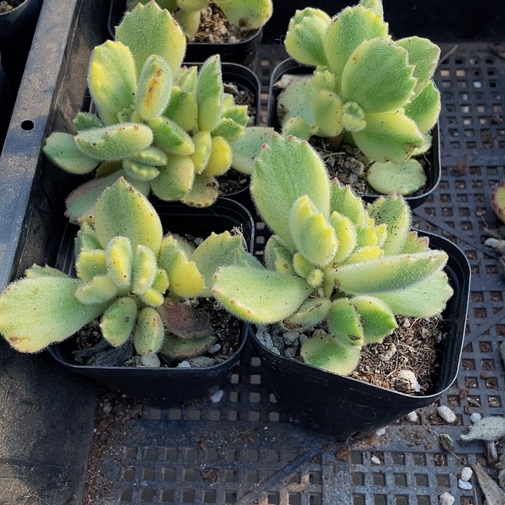 白熊3.8带盆土发货