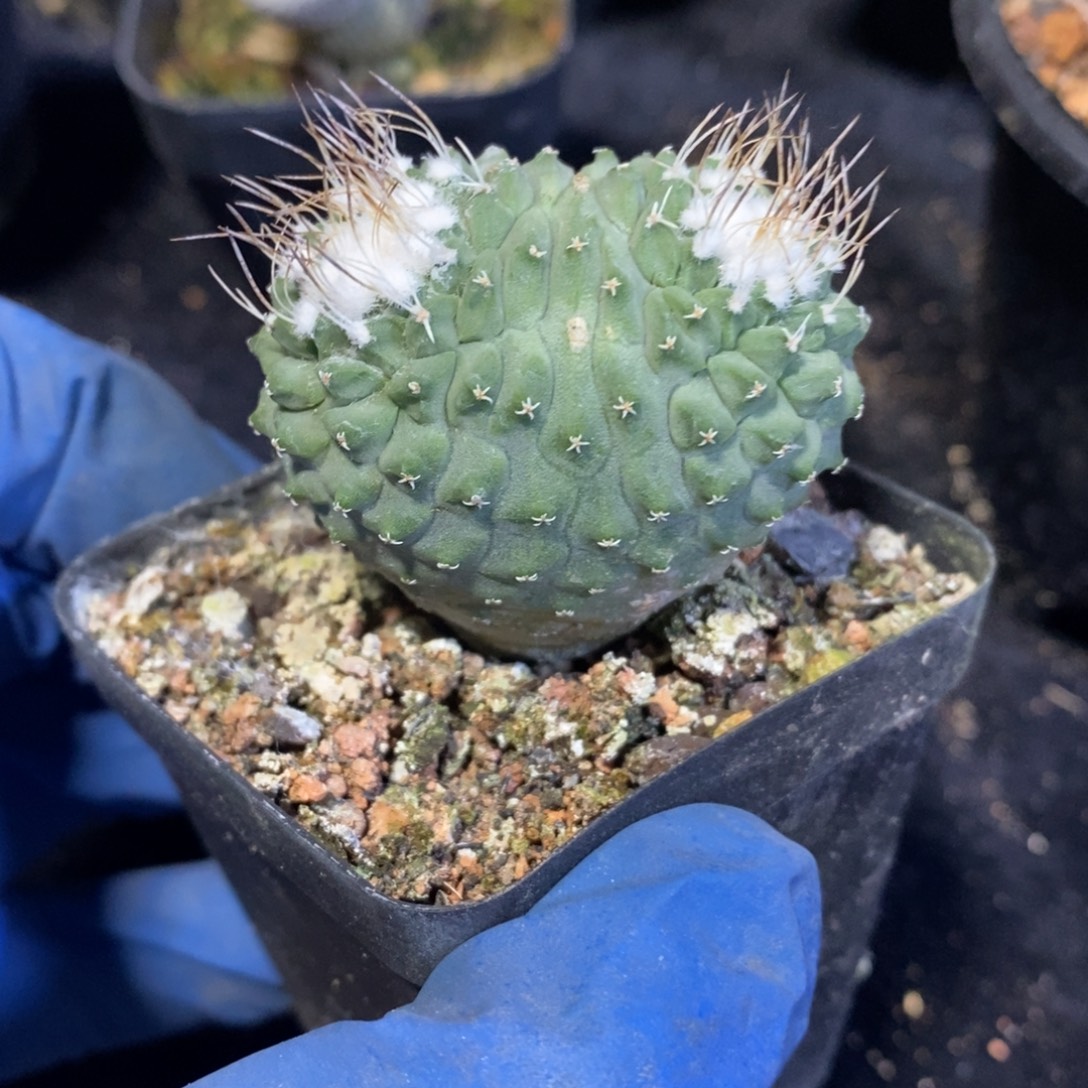 实生连体掬水品相自观如图