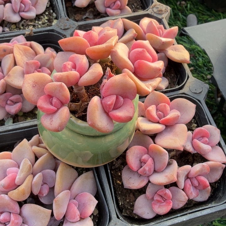 彩虹糖群。           