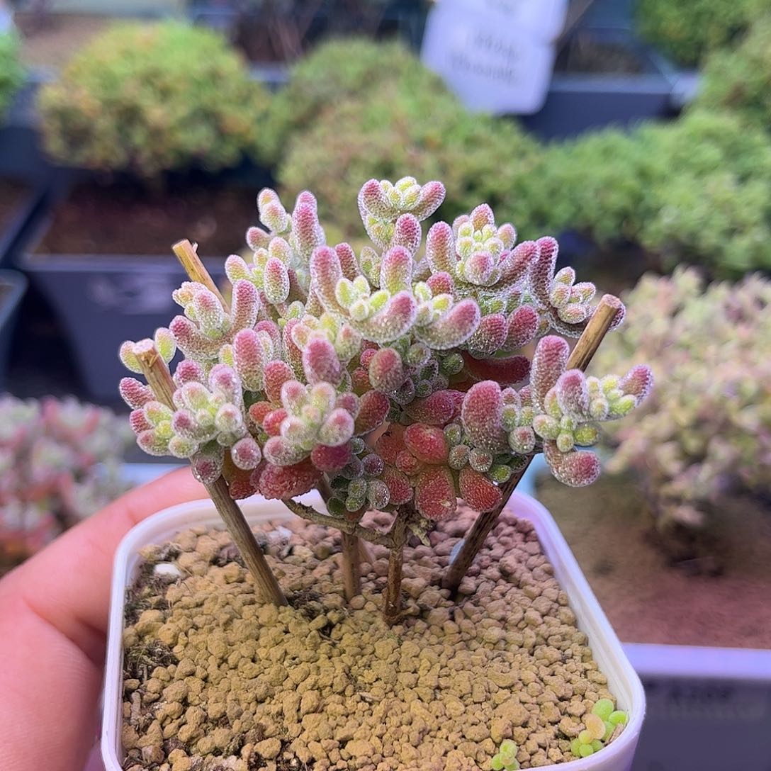 212优选冰晶枝干番杏