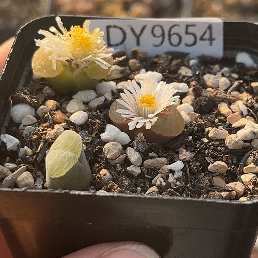 小***多18包邮一物一拍磁铁9654