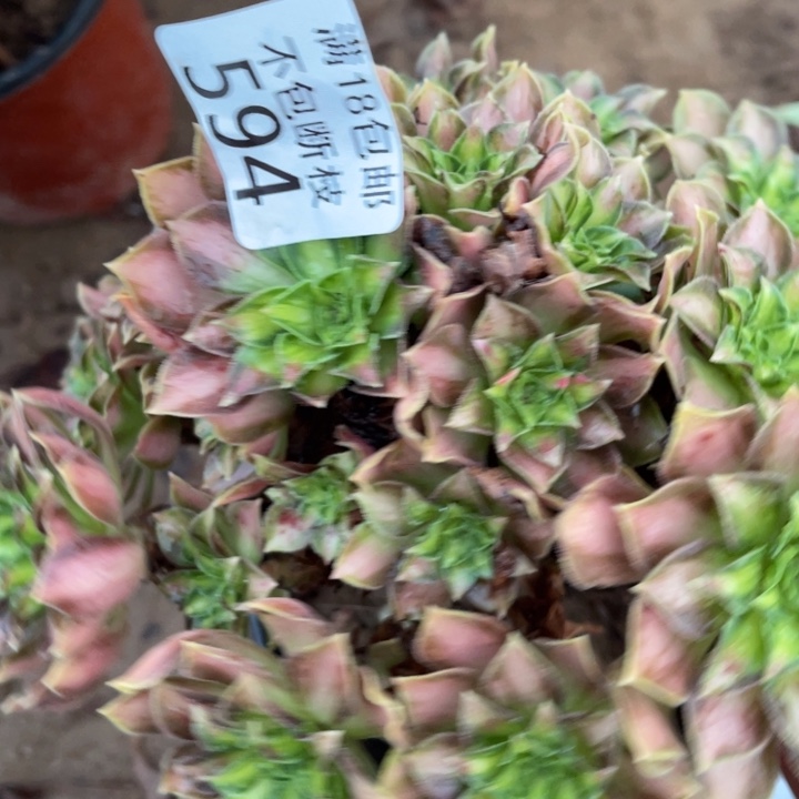 594韶华手捧1号棚