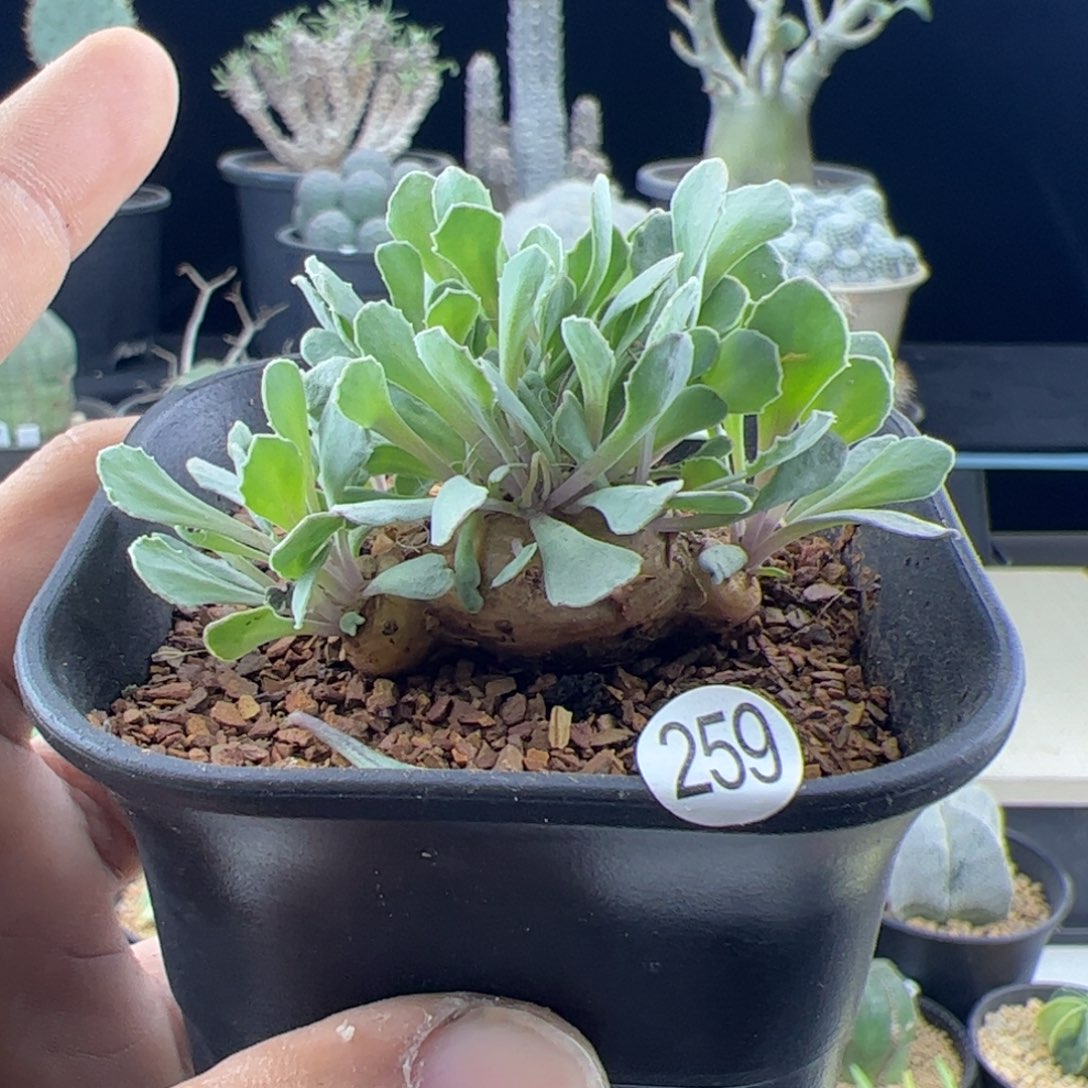 格加厚敦菊一物一拍