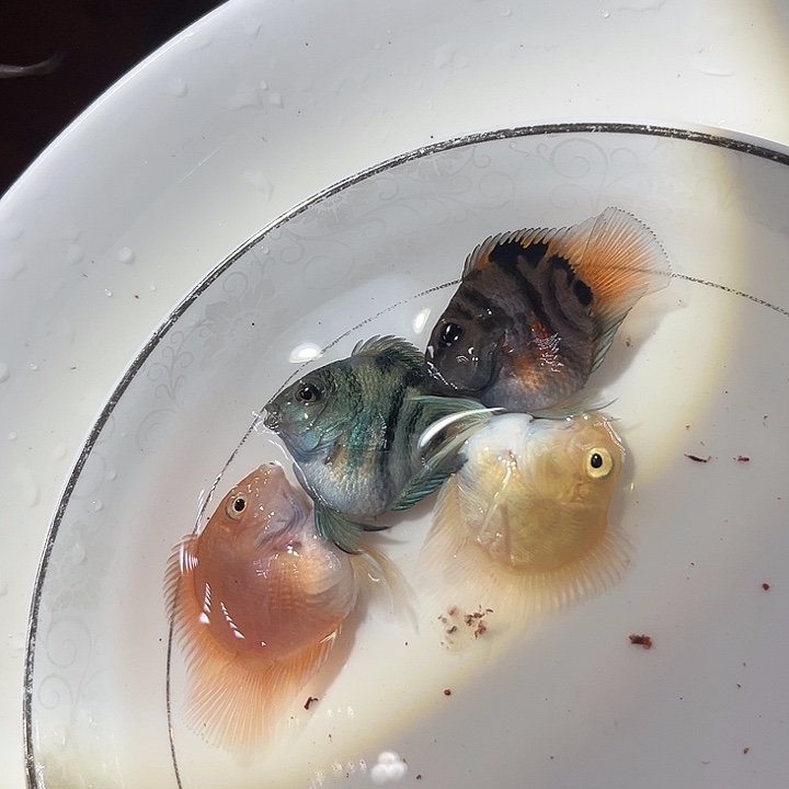 鹦鹉鱼迷你鱼四色