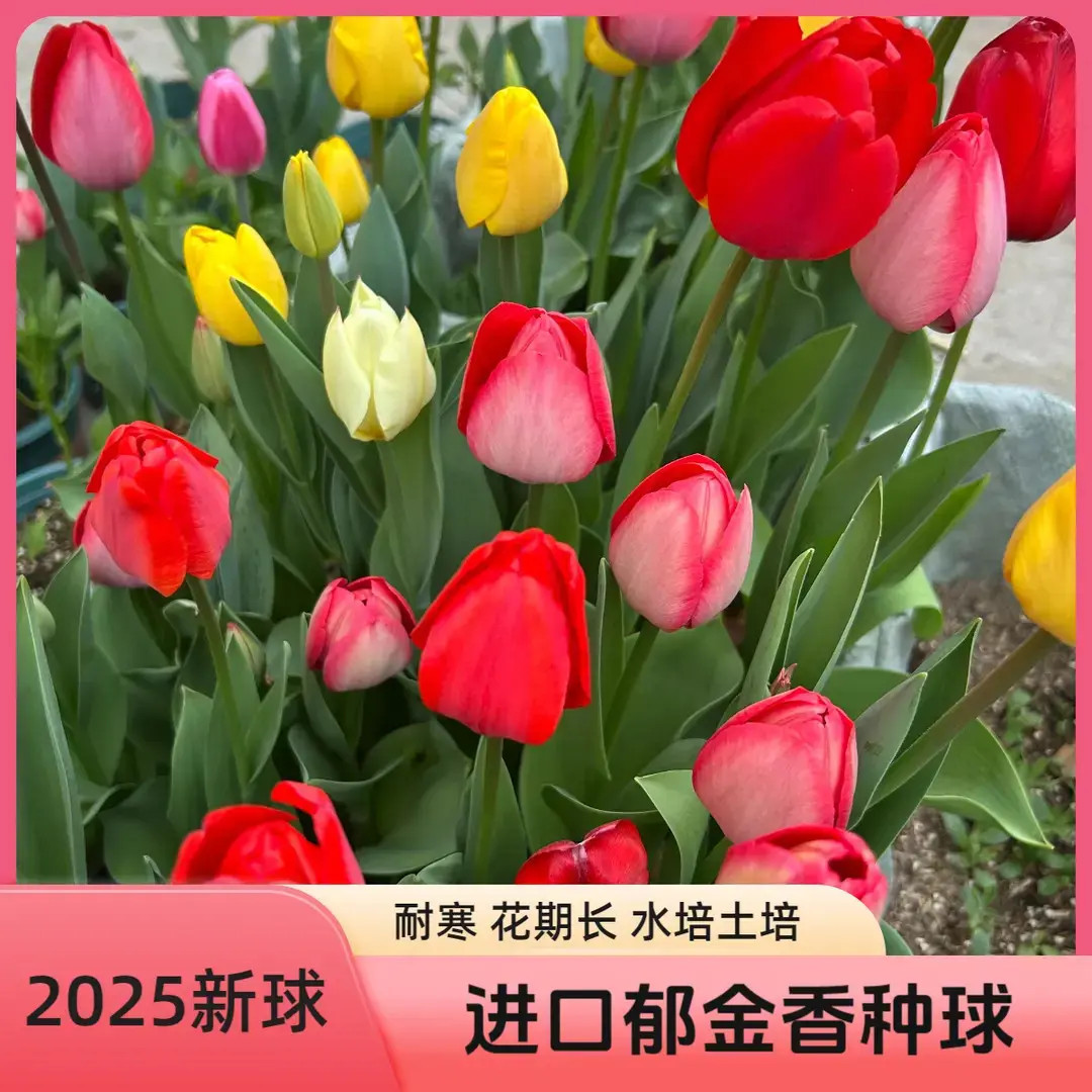 进口郁金香种球耐寒多年生开花爆满四季开花水培土培阳台花盆种植商品图