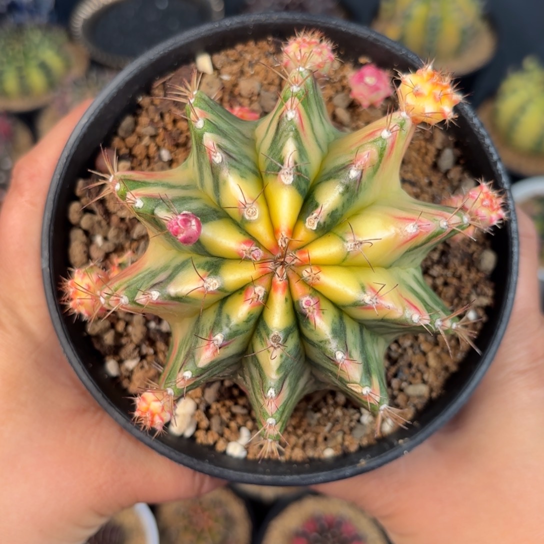 泰系米哈仙人球实生母本168