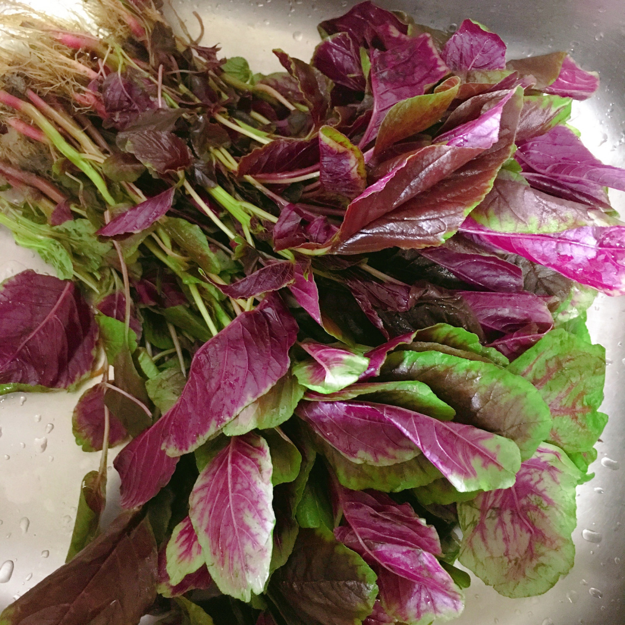 农家自种红苋菜现采现发顺丰包邮3斤