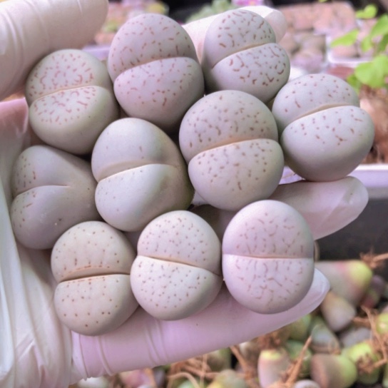 0235，2.3-2.7厘米如图10棵