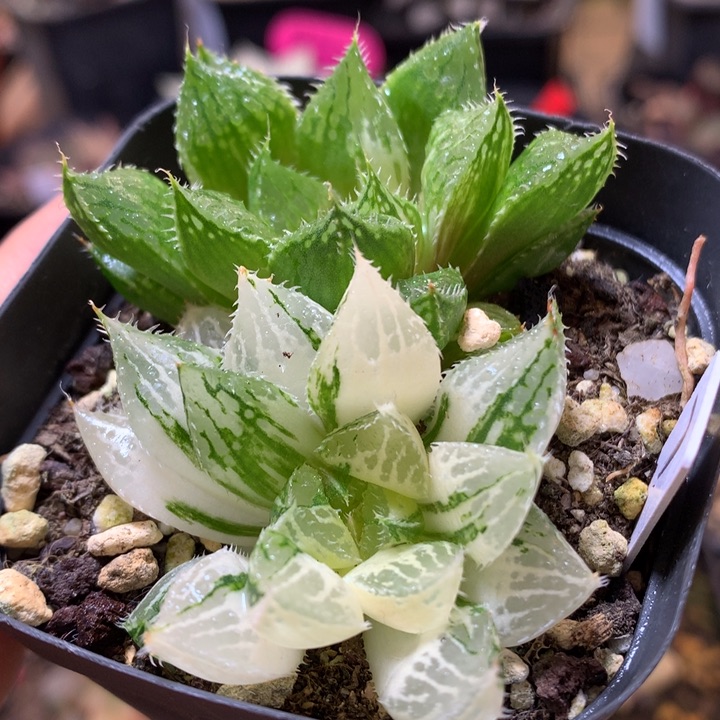 宝莲灯玉露锦带盆土发货