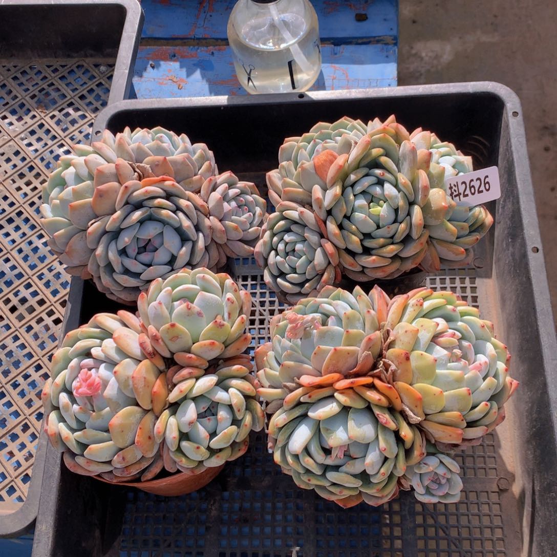 2626多头四个一起带盆发货啦