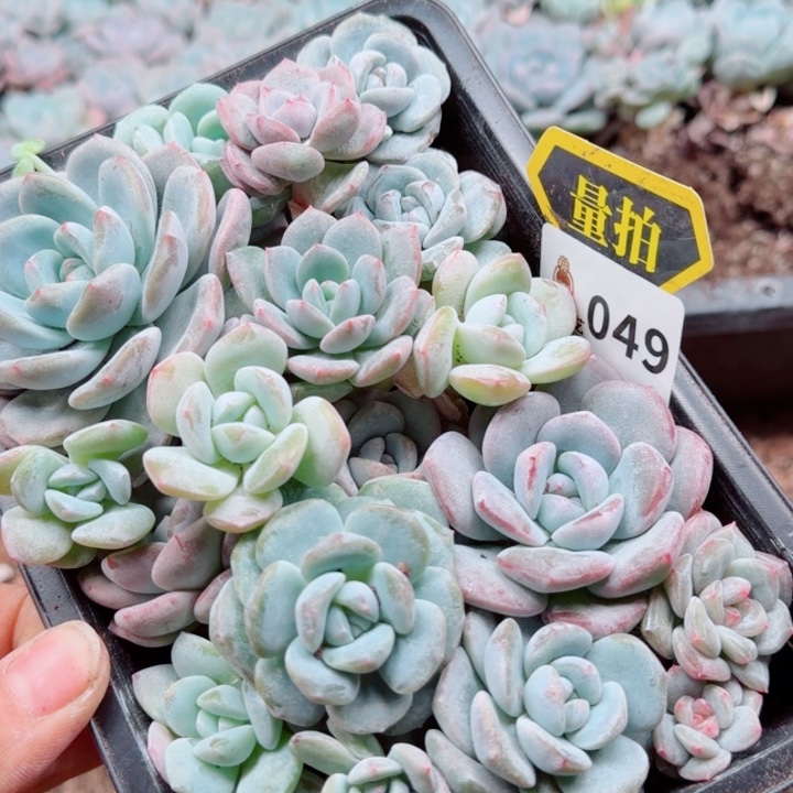 多肉植物多肉植物