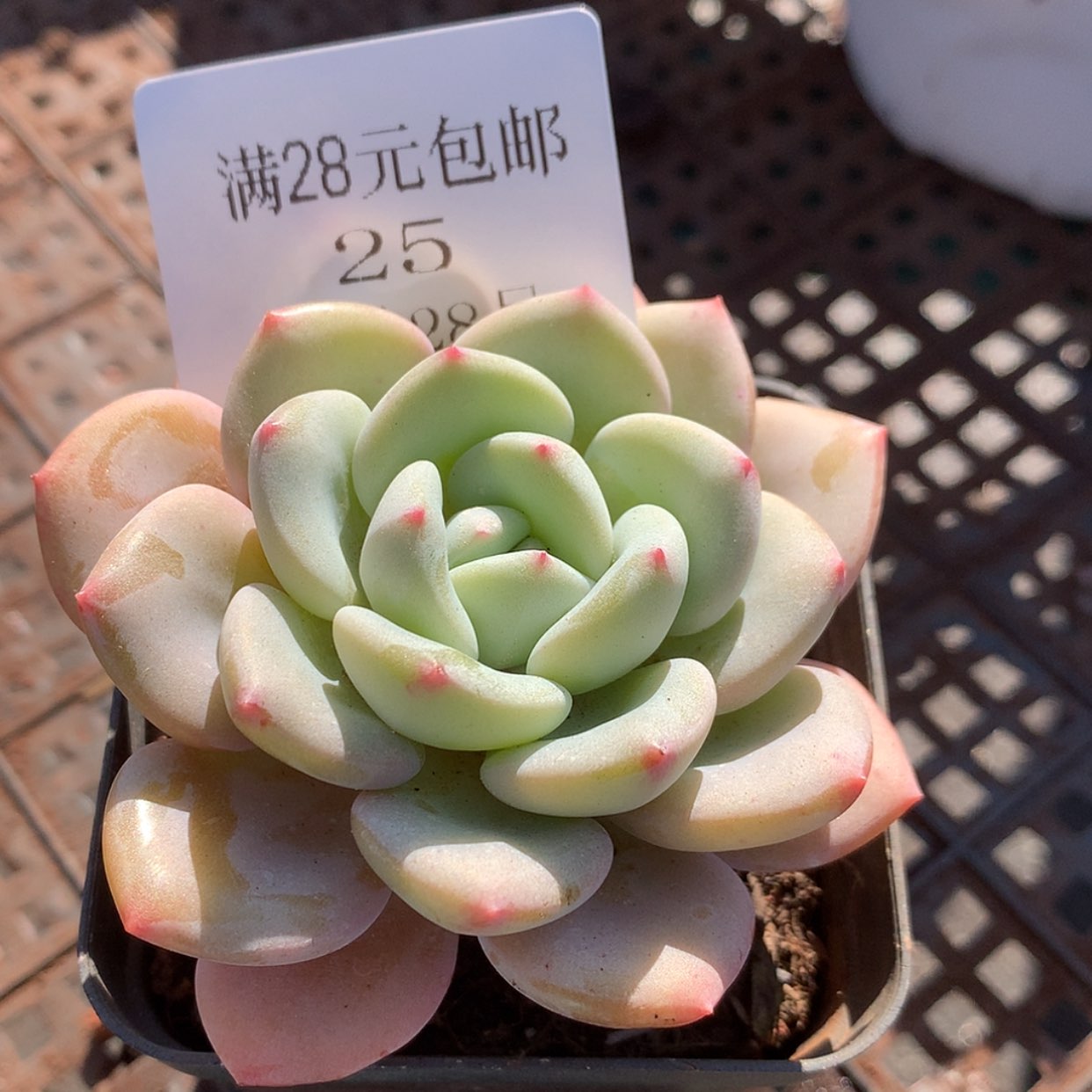 【闪购商品】云25号