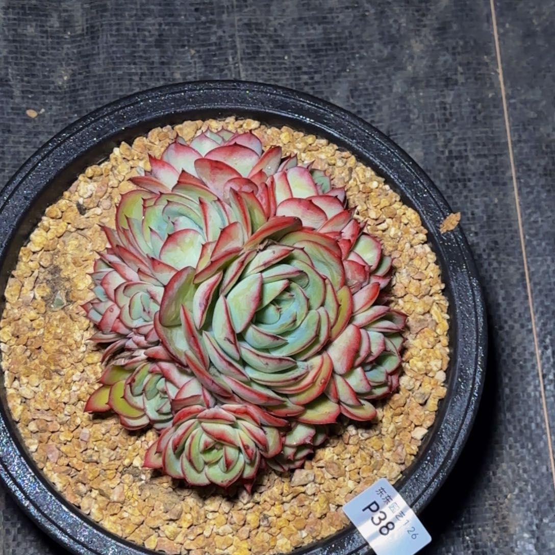 p p p p p pp 38