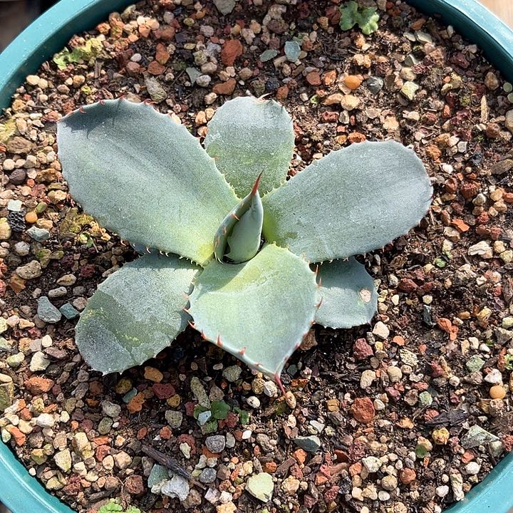 勋哥多肉福克斯HBG