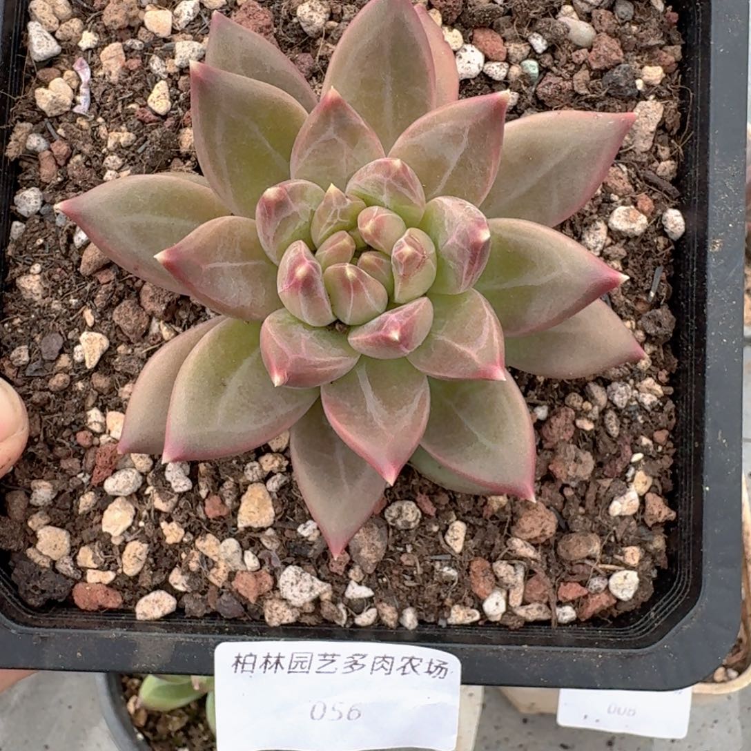 056 美人杂交 一物一拍