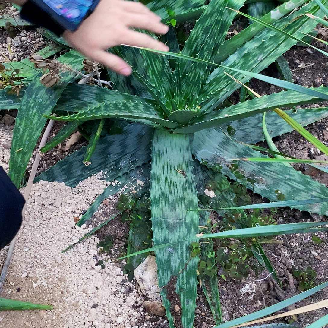 千***绝闪电芦荟。80公分左右。 0670