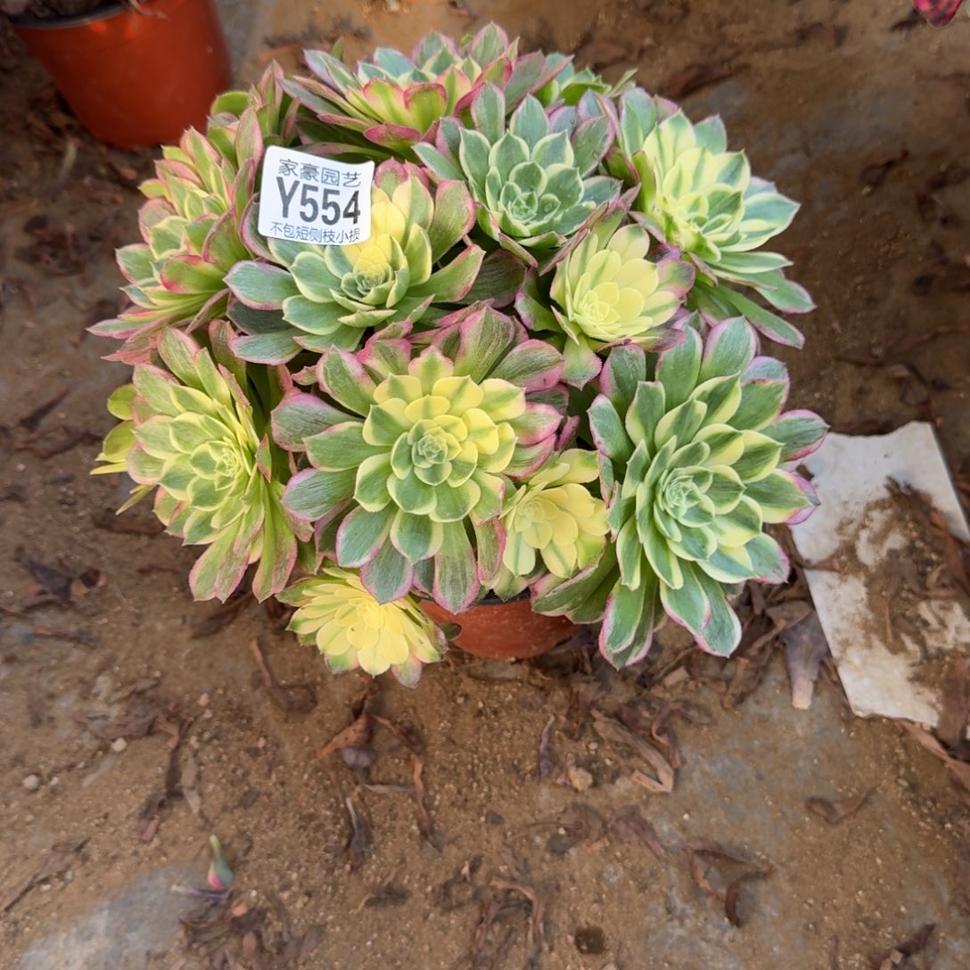 554海王官服25左右2