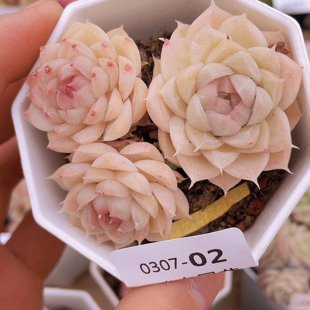 00000000000002量拍