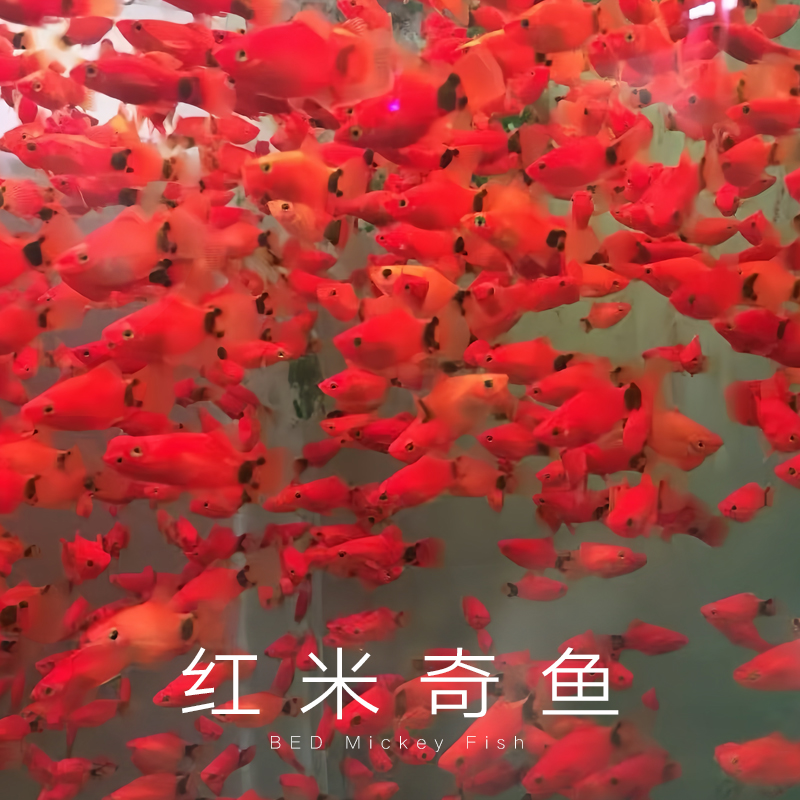 米奇鱼小型胎生热带观赏鱼耐活好养适合新手混养闯缸鱼