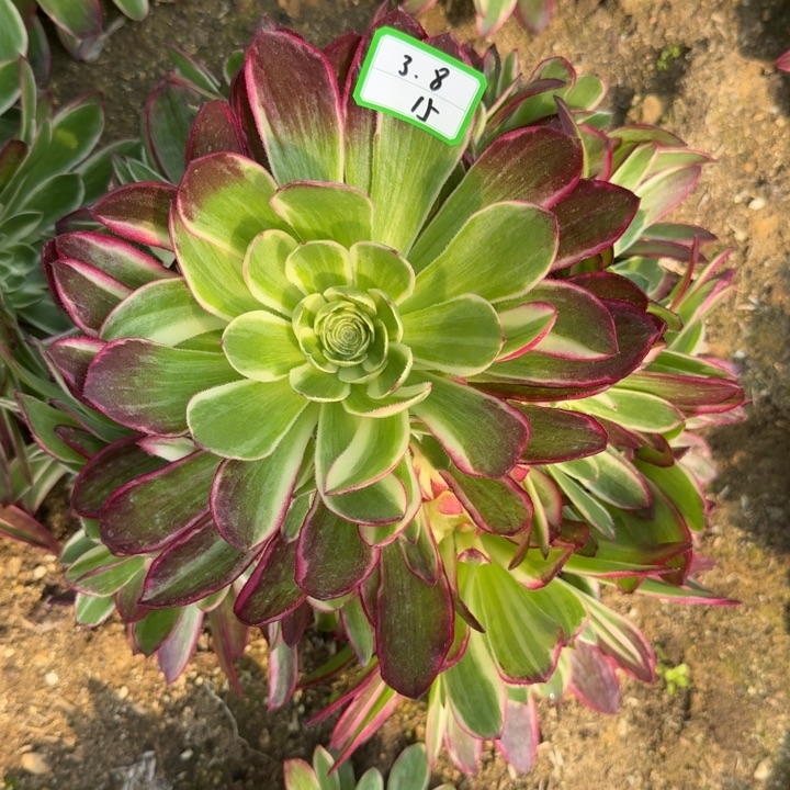 游*怪海王多肉植物绿植15