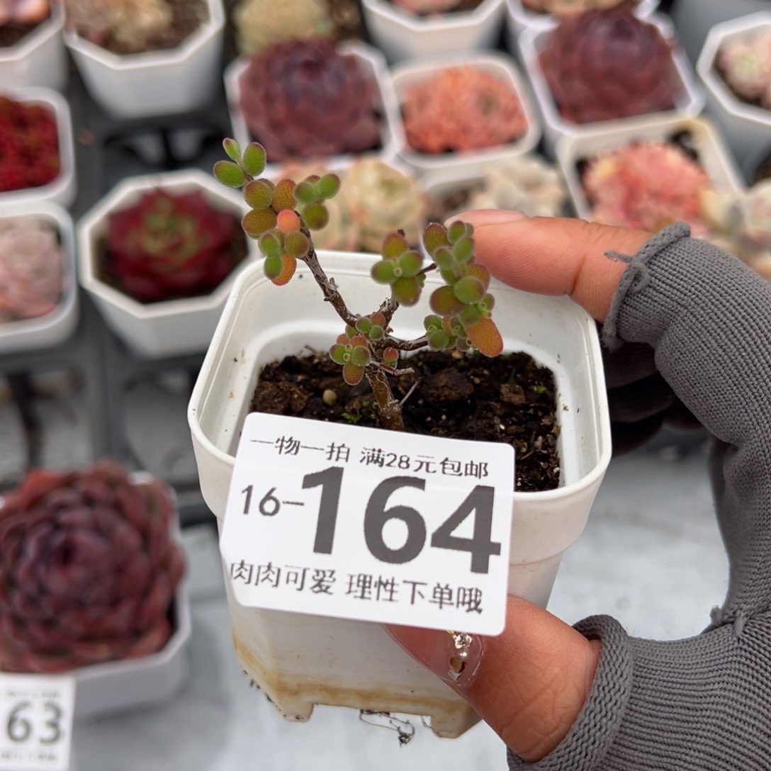 枝干番杏米粒多肉