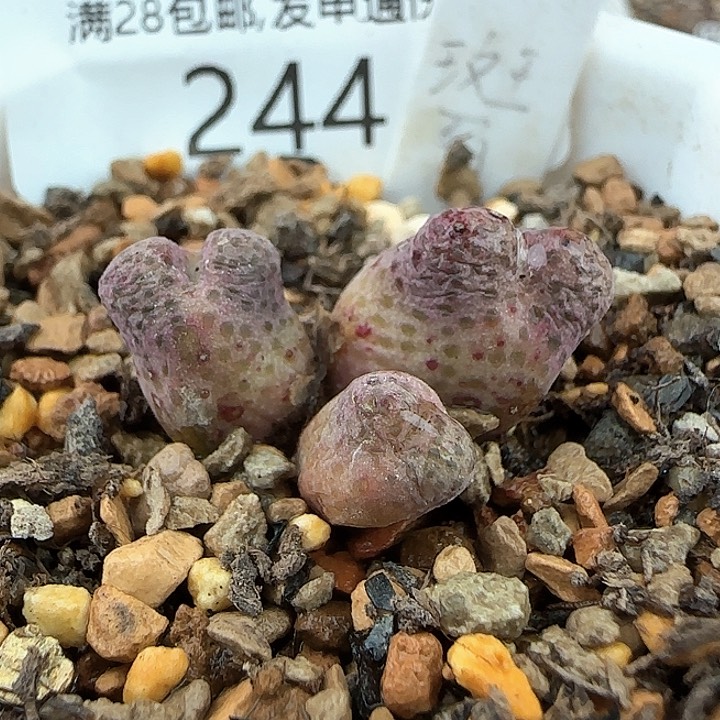 w244。    955D斑马。  