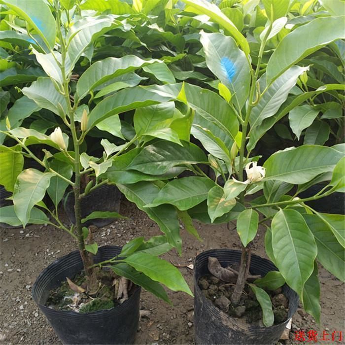 室内户外绿植白玉兰浓香驱蚊十大名花矮化嫁接耐寒玉兰花苗
