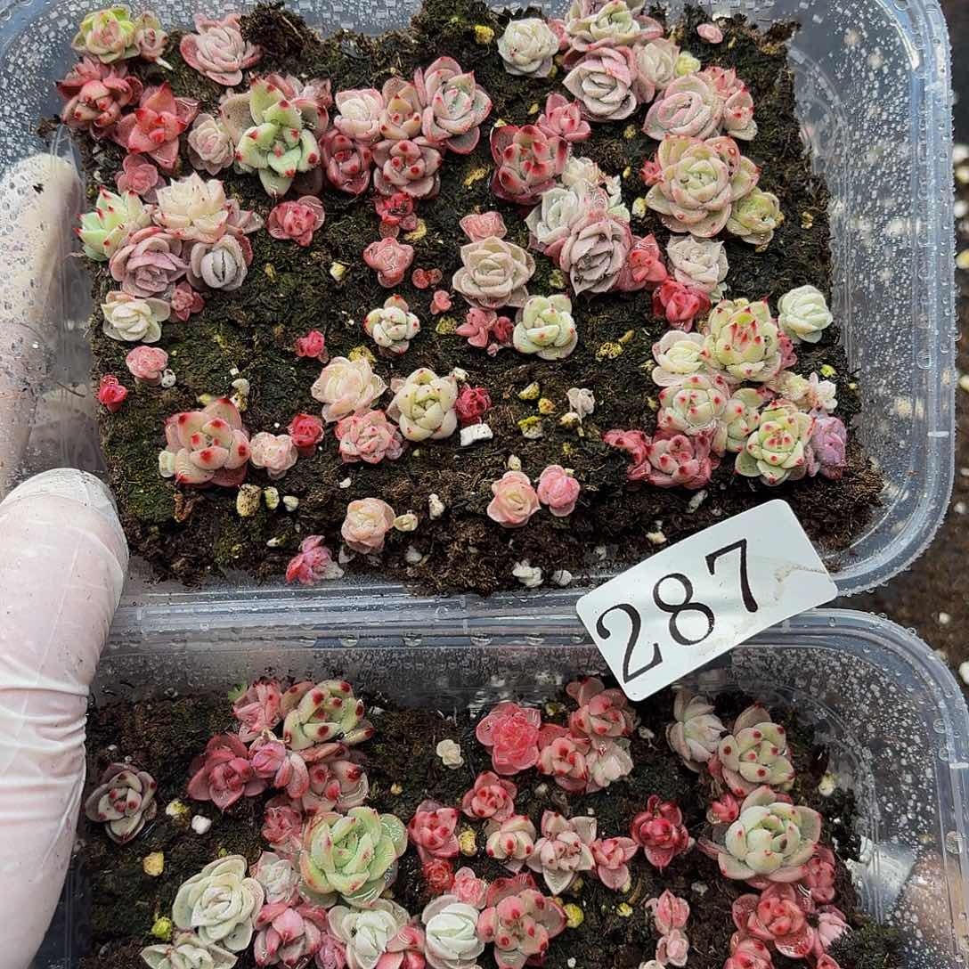 多肉植物多肉植物287