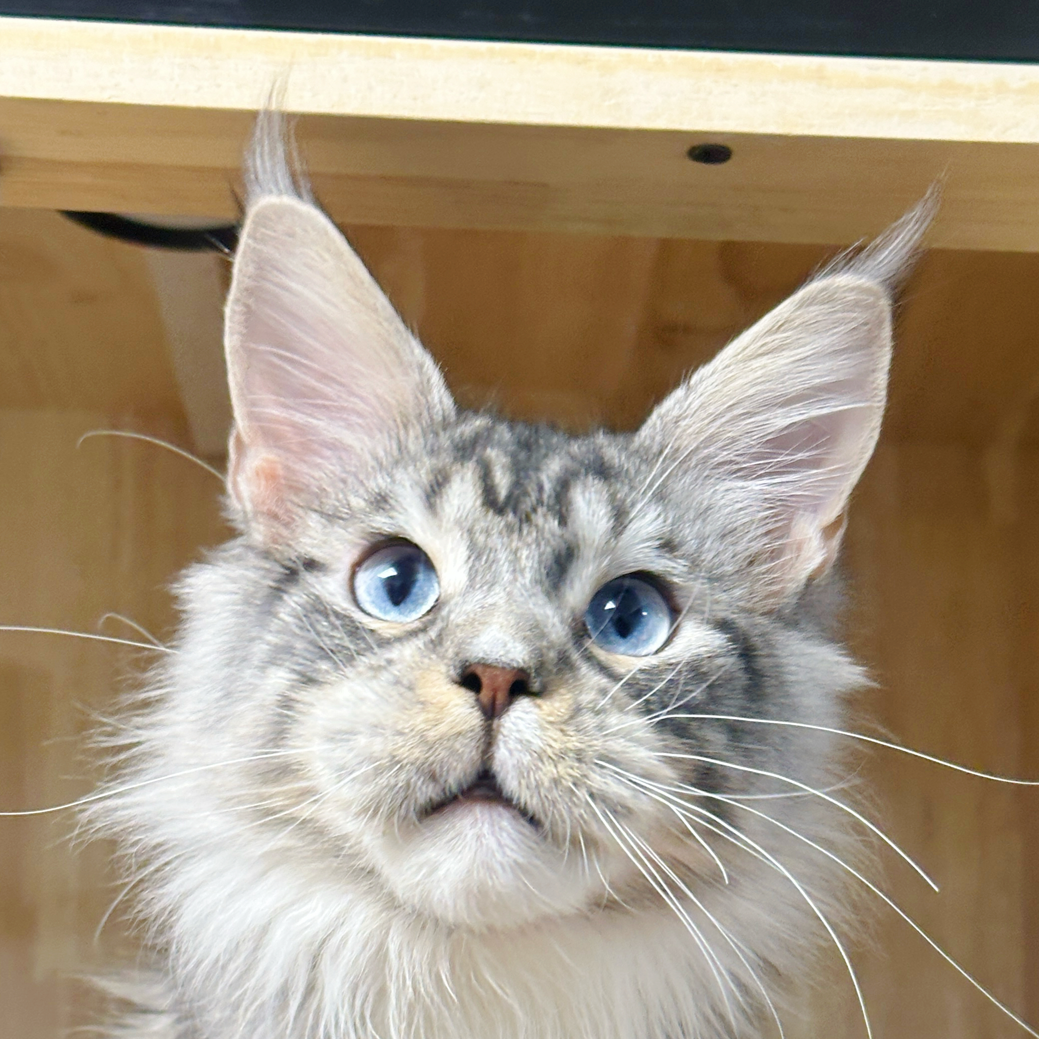 来了姊妹-银白蓝眼缅因猫-弟弟-YZ04